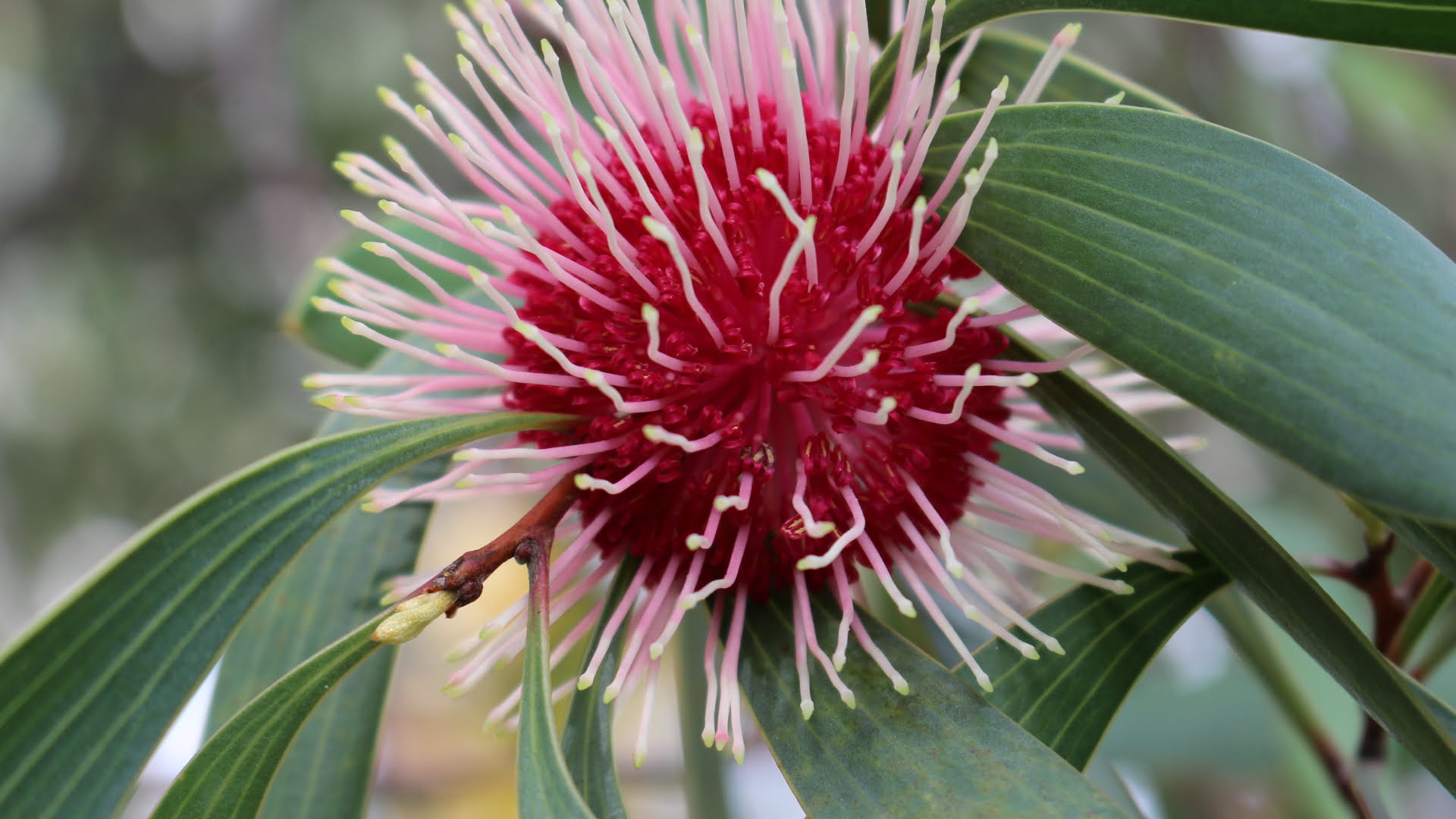 Australian native plants