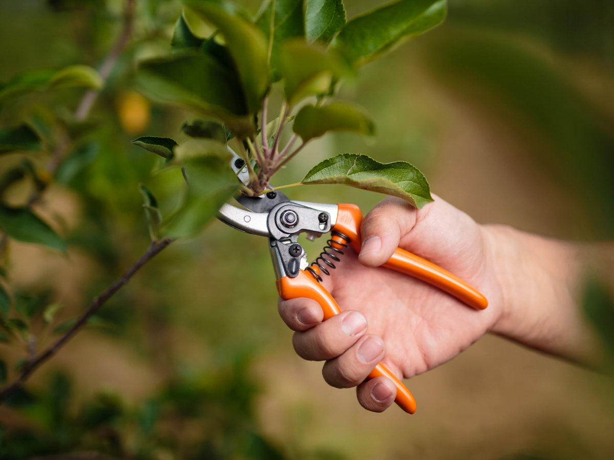 Tips for pruning Australian Trees and Shrubs
